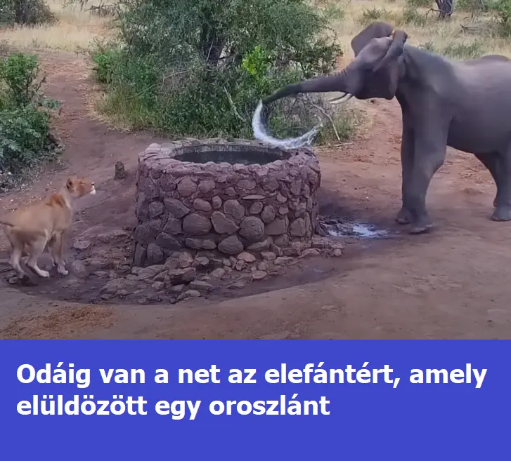 elefant