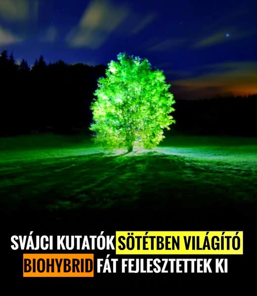 vilagitofak 7070871365209279160 n